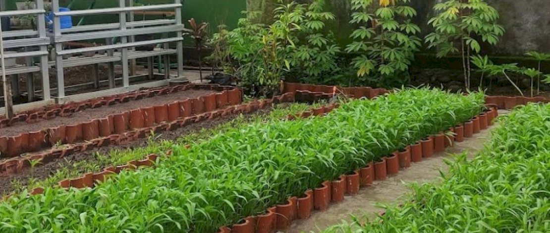 Budidaya kangkung di Lorong Wisata Lisbon.