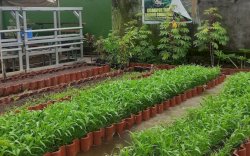 Uniknya Lorong Wisata Lisbon, Miliki 12 Jenis Varietas Pohon Mangga Sejak Tahun 1980