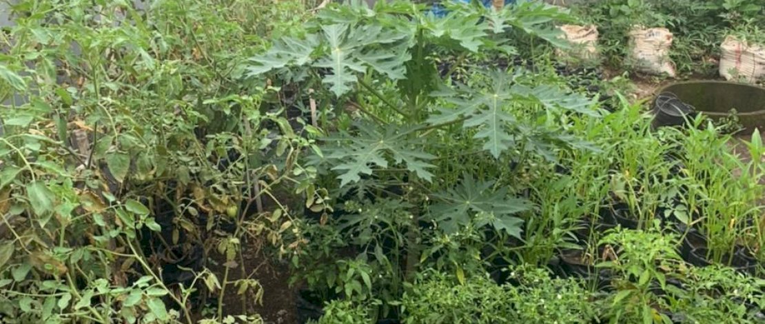 Beragam jenis sayuran ditanam di Lorong Wisata Tamalate.