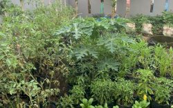 Green House Lorong Wisata Tamalate Bantu Ekonomi Warga