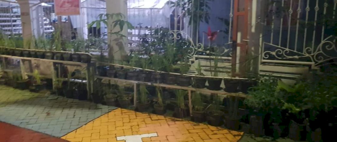 Warga Lorong Wisata Taegu memanfaatkan spot kosong untuk menanam sayuran di wadah polybag. Warga Lorong Wisata Taegu memanfaatkan spot kosong untuk menanam sayuran di wadah polybag.