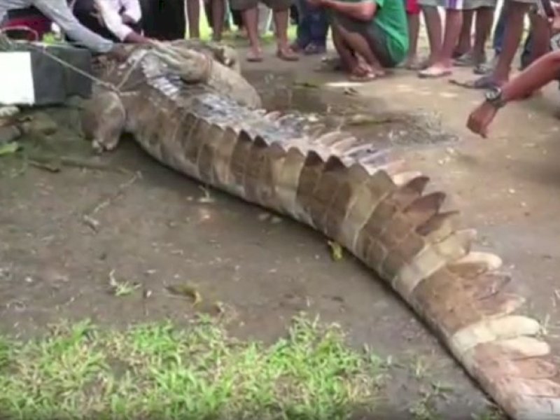 Seorang Ibu dan Anak Diterkam Buaya Berukuran 4 Meter 