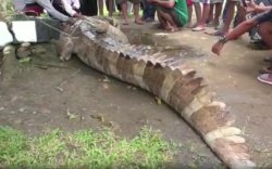 Seorang Ibu dan Anak Diterkam Buaya Berukuran 4 Meter 