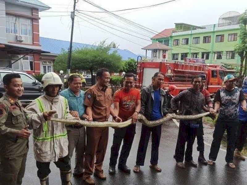 Ular Piton Panjang 5 Meter Ditemukan Dilapangan Olahraga Sinjai