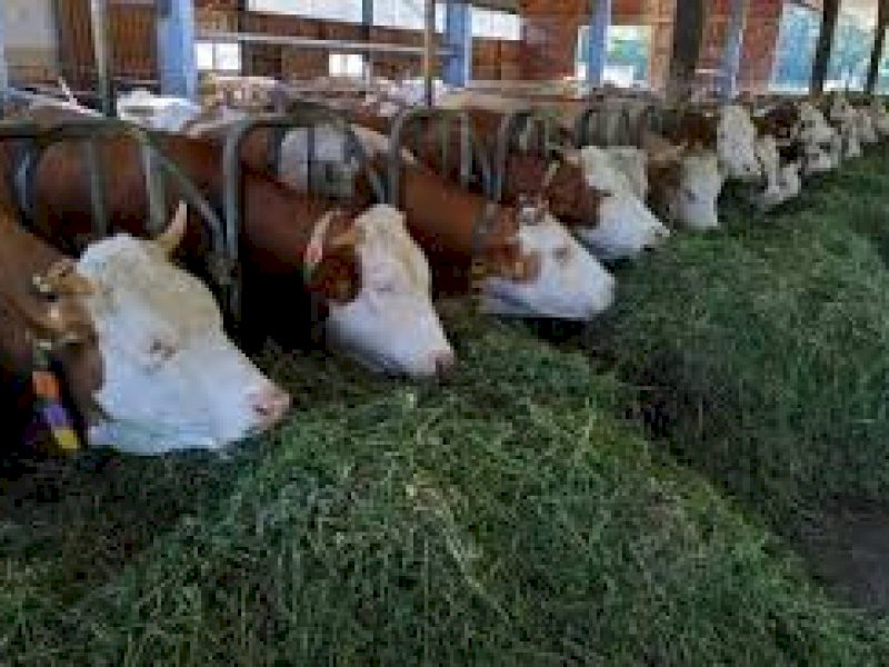Jelang Idul Adha 2023, 25 Ribu Sapi Bima Siap Banjiri Pasar Jabodetabek