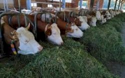 Jelang Idul Adha 2023, 25 Ribu Sapi Bima Siap Banjiri Pasar Jabodetabek