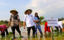 Penuhi Undangan Petani, Mentan SYL Tanam Padi di Desa Kalelantang Takalar