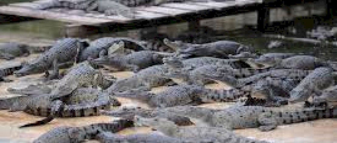 Puluhan Buaya Serang Seorang Lansia Hingga Tewas Puluhan Buaya Serang Seorang Lansia Hingga Tewas