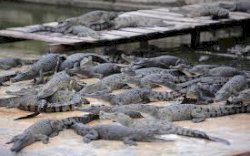 Puluhan Buaya Serang Seorang Lansia Hingga Tewas