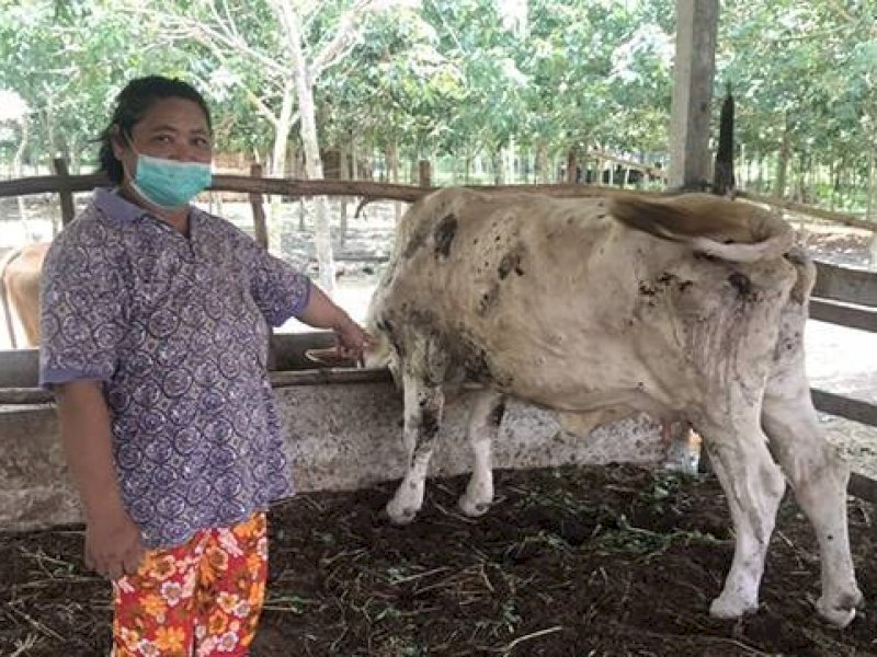 Plt Dirut RPH Ingatkan Masyarakat Waspada Penyakit Sapi Jelang Idul Kurban