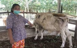 Plt Dirut RPH Ingatkan Masyarakat Waspada Penyakit Sapi Jelang Idul Kurban