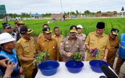 Hasil Penelitian BSIP Soal Biosaka Sangat Prematur 