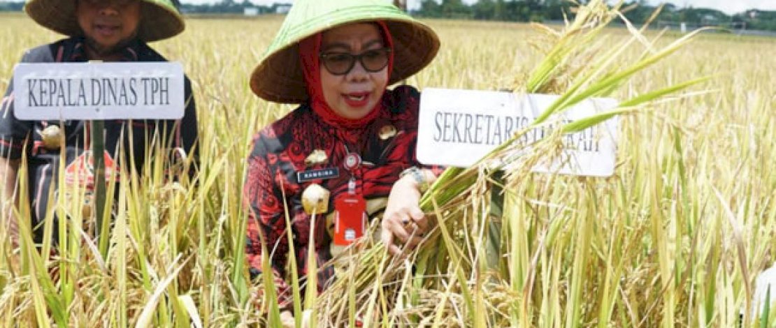 Gowa Siapkan 3.004 Ha Lahan untuk Program Panen Padi Nusantara