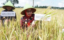 Gowa Siapkan 3.004 Ha Lahan untuk Program Panen Padi Nusantara