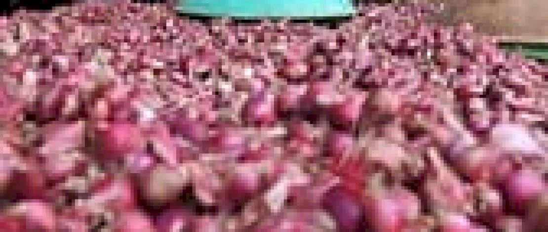 Pemkab Gowa Optimis Swasembada Bawang Merah Penuhi Kebutuhan Nasional