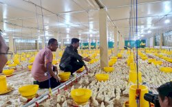 Kabupaten Gowa Jadi Lokasi Pengembangan Peternakan Ayam Broiler