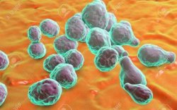 500 Orang di AS Berisiko Terinfeksi Jamur Otak, 2 Orang Dilaporkan Meninggal Dunia