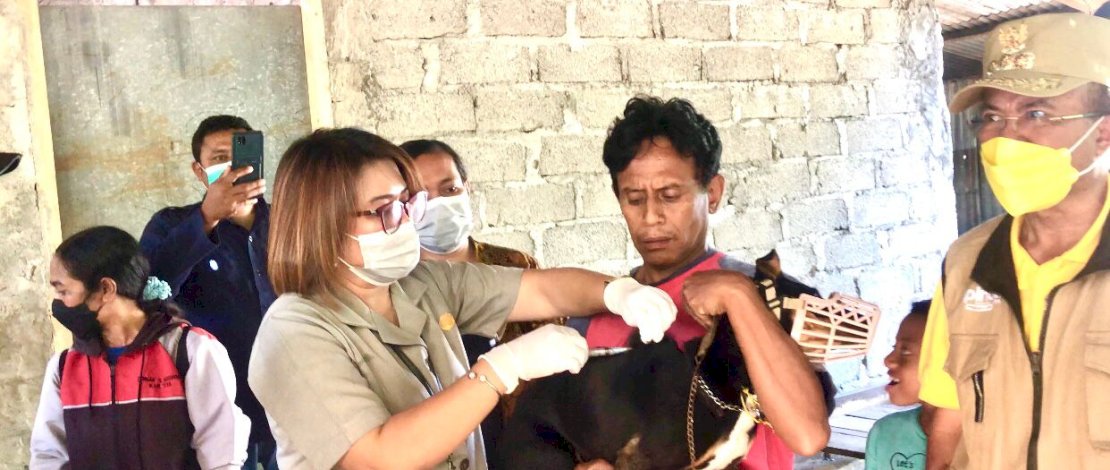 Kementan melakukan vaksinasi masal terhadap hewan anjing di Kabupaten Timor Tengah Selatan (TTS) Nusa Tenggara Timur pasca penetapan kejadian luar biasa wabah rabies. Kementan melakukan vaksinasi masal terhadap hewan anjing di Kabupaten Timor Tengah Selatan (TTS) Nusa Tenggara Timur pasca penetapan kejadian luar biasa wabah rabies.