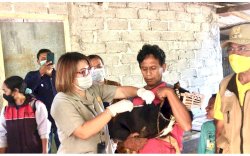 Kementan Lakukan Vaksinasi Massal Rabies di Timor Tengah Selatan