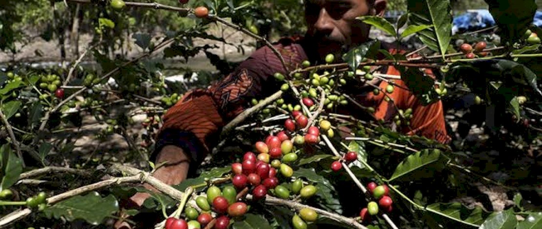 UU Anti Deforestasi Dinilai Rugikan Petani Sawit dan Kopi, Wamendag: Ini Bentuk Diskriminatif! 