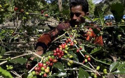 UU Anti Deforestasi Dinilai Rugikan Petani Sawit dan Kopi, Wamendag: Ini Bentuk Diskriminatif! 