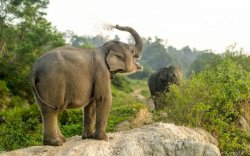 Berikut Ini Enam Rekomendasi Ekowisata untuk Berjumpa Satwa Langka di Indonesia