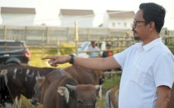 Sapi di RPH Makassar Terjamin Kesehatannya untuk di Kurban