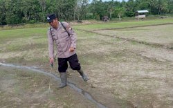 Bentuk Peduli, Polisi di Bulukumba Bantu Warga Semprot Hama Padi