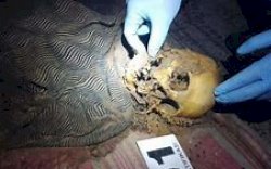 Heboh, Tengkorak Manusia Ditemukan Tergeletak dalam Semak di Wajo