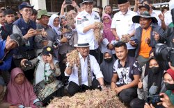 Antisipasi El Nino, Mentan SYL Tinjau Kawasan Sekaligus Panen Bawang Merah di Solok