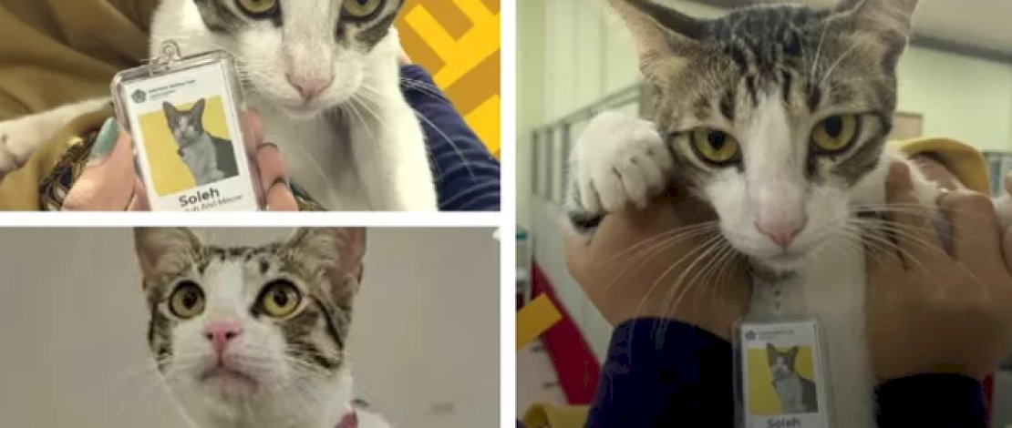 Seekor Kucing di Indonesia Diangkat jadi PNS Kantor Pajak Tangsel