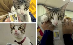 Seekor Kucing di Indonesia Diangkat jadi PNS Kantor Pajak Tangsel