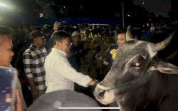 Pantau Ketersediaan Hewan Kurban di Bogor, Mentan Sebut Stok Nasional Jelang Idul Adha Aman