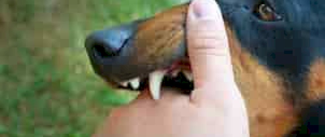 Sempat dinyatakan bebas rabies, Dinkes Sulsel kembali menemukan penyakit anjing gila ini mewabah di Sulsel. Ribuan kasus tercatat sejak Januari hingga Mei. Sempat dinyatakan bebas rabies, Dinkes Sulsel kembali menemukan penyakit anjing gila ini mewabah di Sulsel. Ribuan kasus tercatat sejak Januari hingga Mei.