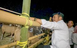Surplus Hewan Kurban di Sulsel, Mentan SYL Siapkan 3,2 Juta Ekor Sapi Seluruh Indonesia