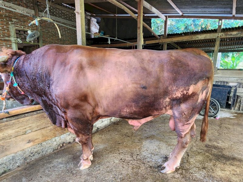 Jokowi Beli Sapi Kurban di Bone, Beratnya 1,06 Ton