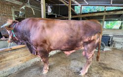 Jokowi Beli Sapi Kurban di Bone, Beratnya 1,06 Ton