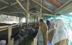 Jelang Iduladha, Dinas Pertanian Luwu Utara Pastikan Ketersediaan Hewan Kurban Terpenuhi