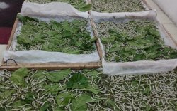 20 Tahun Vakum, Wajo Kembali Produksi Kokon Sutera