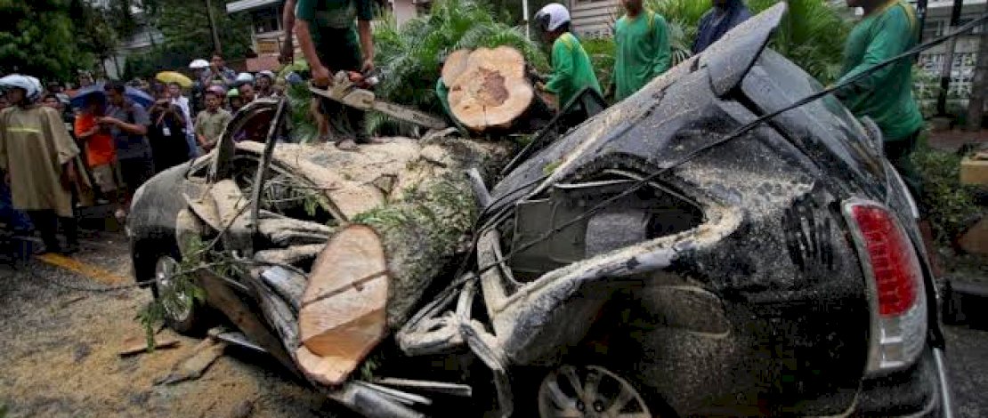 Ilustrasi pohon tumbang 