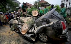  Pria Ini dapat Uang Rp53 Juta dari Pemkot Palopo Gara-gara Pohon Tumbang, Begini Kronologinya! 