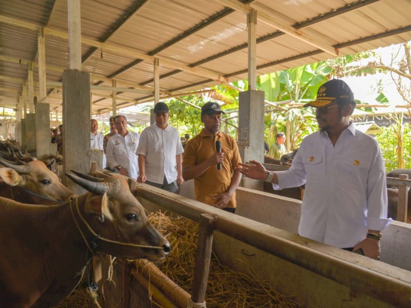 Cek Ketersediaan Sapi di NTB, Mentan Pastikan Pemasangan Eartag Sesuai SOP