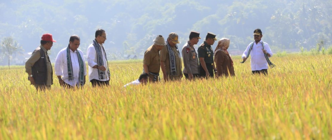 Menteri Pertanian Syahrul Yasin Limpo melakukan panen padi di Desa Tempos, Kecamatan Gerung, Kabupaten Lombok Barat, Nusa Tenggara Barat, Senin, 26 Juni 2023.