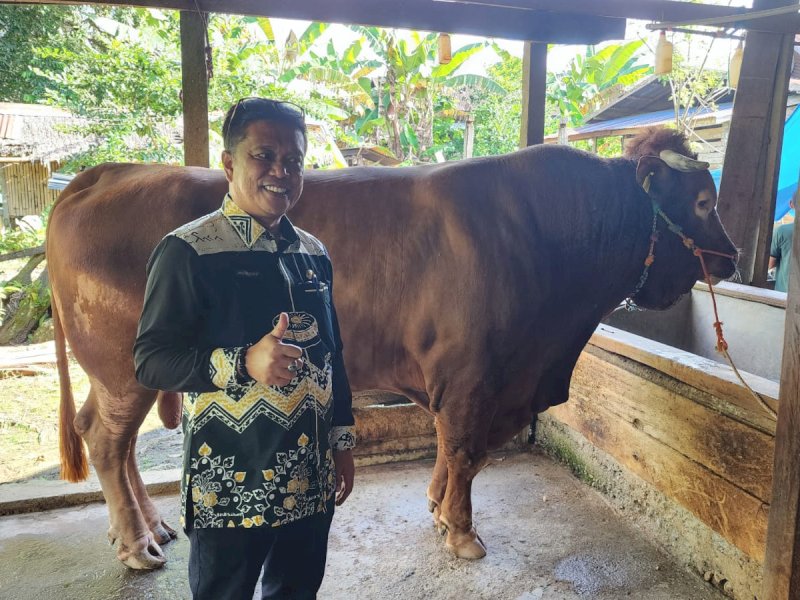 Pemkab Bone Siapkan 13.910 Ekor Sapi untuk Idul Adha