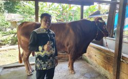Pemkab Bone Siapkan 13.910 Ekor Sapi untuk Idul Adha