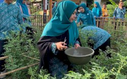 Erna Rasyid Taufan Panen Perdana di Kebun PKK Watang Bacukiki