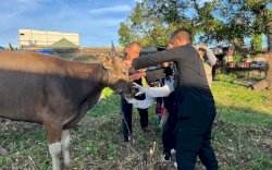 Mako Batalyon C Pelopor Siapkan 9 Ekor Sapi Qurban, Danyon Ichsan: Alhamdulilah Sehat Semua