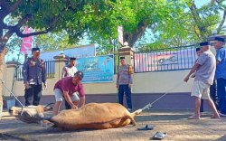 Idul Adha 1444 Hijriyah, Polres Gowa Sembelih 13 Ekor Hewan Kurban