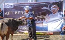 PHI dan APT Sembelih 15 Sapi Kurban 