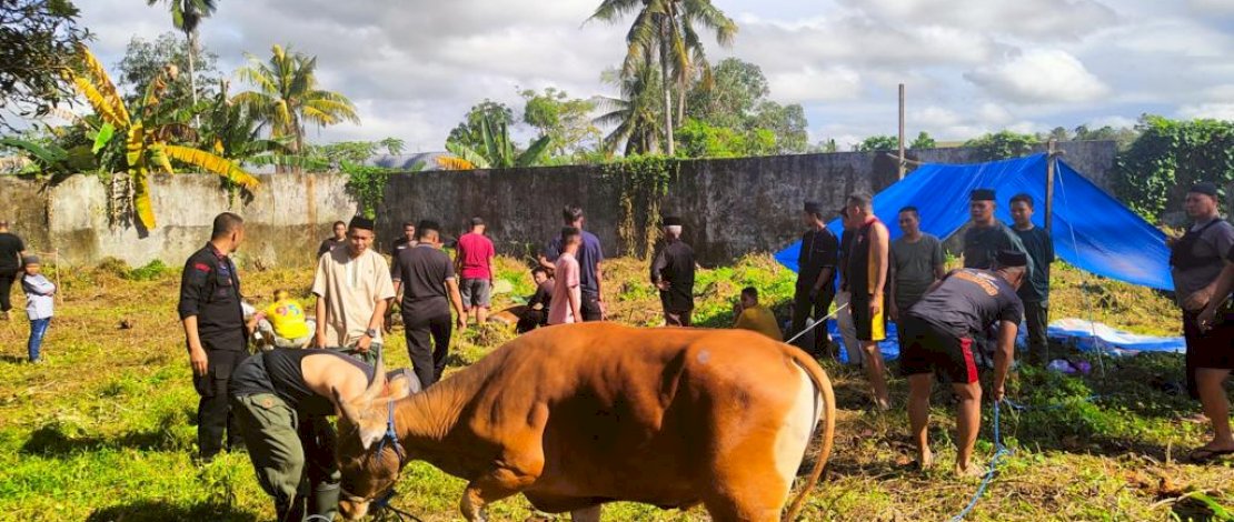 Sembelih 9  Ekor Sapi Kurban, Brimob Bone Bagikan Daging ke  Panti Asuhan dan Warga Sekitar Mako